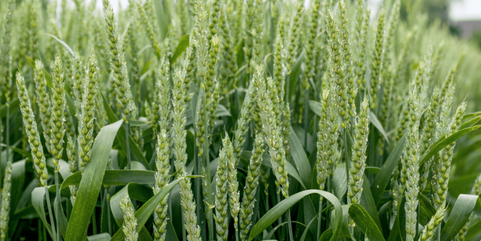 Pitch Point FIMA Tech